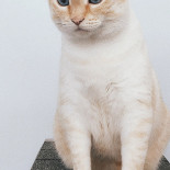 Catmint Cat Cafe Boisson