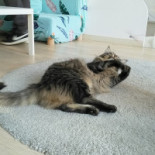 Catmint Cat Cafe Extérieur