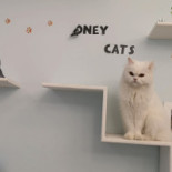 Catmint Cat Cafe Boisson