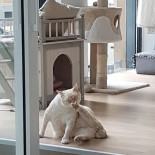 Catmint Cat Cafe Boisson