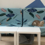 Catmint Cat Cafe Boisson