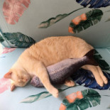 Catmint Cat Cafe Boisson