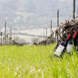 Cantina Colli Ripani Boisson