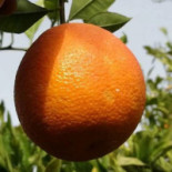 Rinaudello Boisson