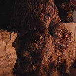 L'orso Bianco Boisson