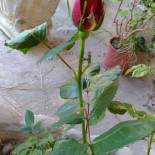 Agorà  Bebida