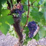 Seve Grassi Severina Boisson