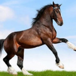Equiturs Bebida