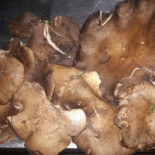 Smeraldo Comida