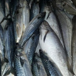 Ristopescheria Itticomania Boisson