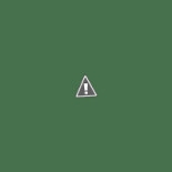 Trippini Logo