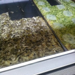 Mastro Pizza Nourriture