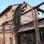 L’ Hosteria Del Maiale Exterior