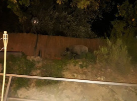 Trattoria Nestin inside