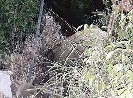 Trattoria Nestin drink