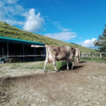 Malga Budoi Extérieur