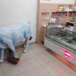 Gelateria Fragola Nera Boisson