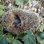 Il Ticinello Bebida
