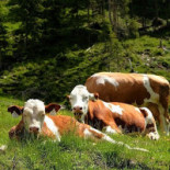 Astnerberg Alm Exterior