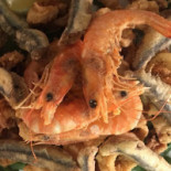 Pescheria Friggitoria Del Tirreno food