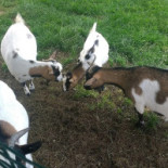 Agritur Larcher Extérieur