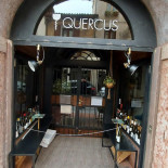 Quercus