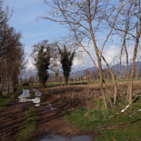 Le Pine