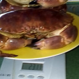 Iudici Nourriture