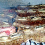Il Simposio Comida