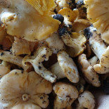 La Quercia Nourriture