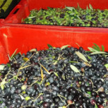 Il Vigneto Comida