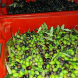 Il Vigneto Comida