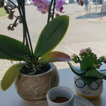 Divino Caffe Boisson