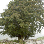 Malga Coro Exterior