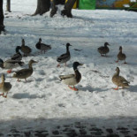 Parco Berrini Boisson