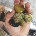 Molo Cinque Bebida