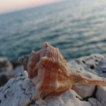 Barlume Bebida