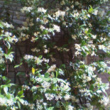 Butterfly Di Arniani Roberta Exterior