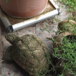 La Bertorella Boisson