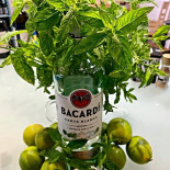 Barrique Cafè Boisson