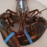 Capriccio Comida