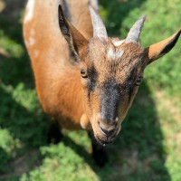 Restaurace Berchtold drink