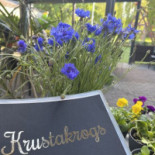 Krustakrogs Piatti