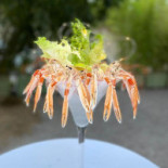 Corallo drink