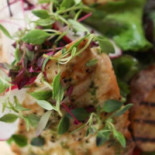 Spring Cafe Cibo