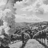 Balabiòtt Gastropub/domodossola drink