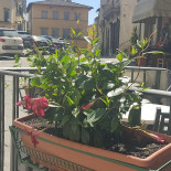 Il Cassero Pizzeria Exterior