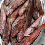 Bagni Nini Bebida