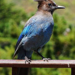 La Ghiandaia Bebida