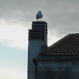 Trico Arcobaleno Extérieur